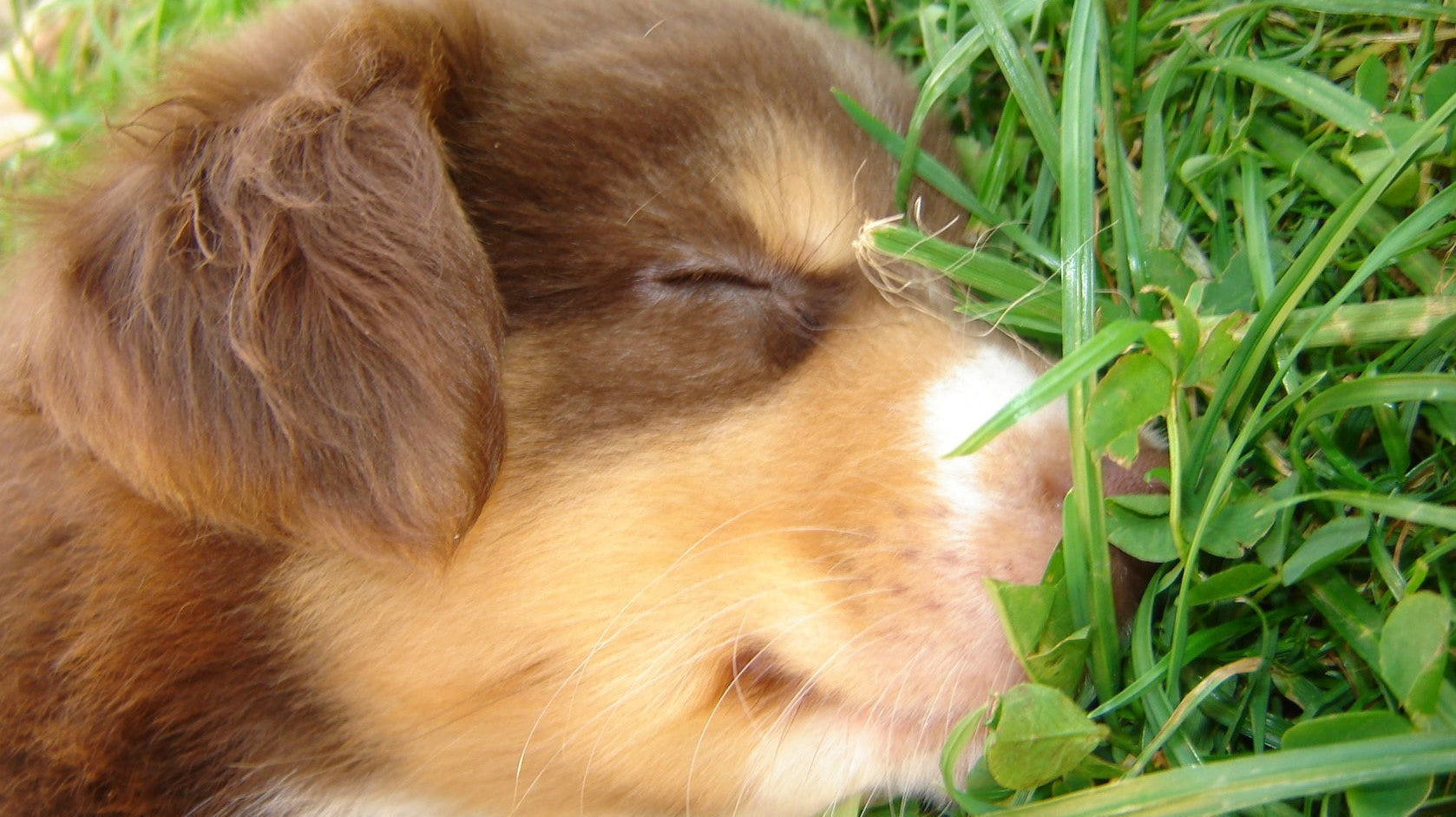 Australian Shepherd Welpe