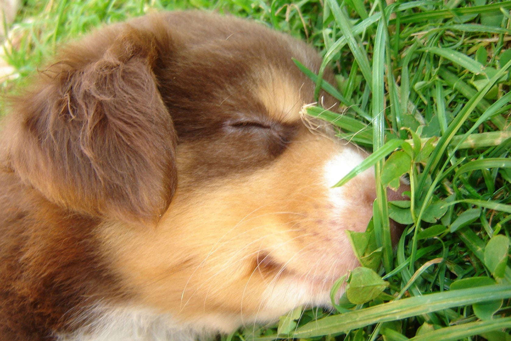 Australian Shepherd Welpe
