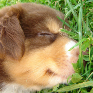 Australian Shepherd puppies - little explorers with a lot of heart