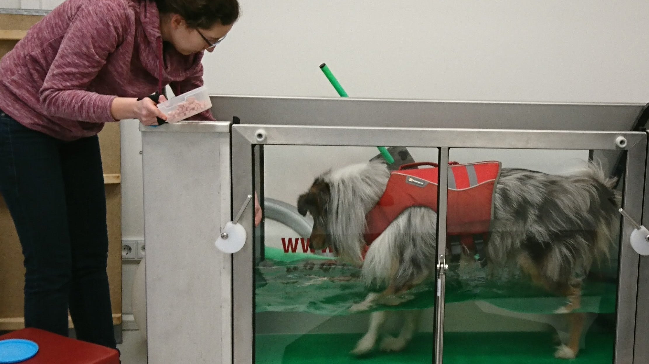 Eine Möglichkeit der Physiotherapie für Hunde ist das Unterwasserlaufband