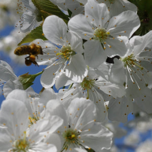 Sum Sum Sum - Bees buzzing around - Part 1