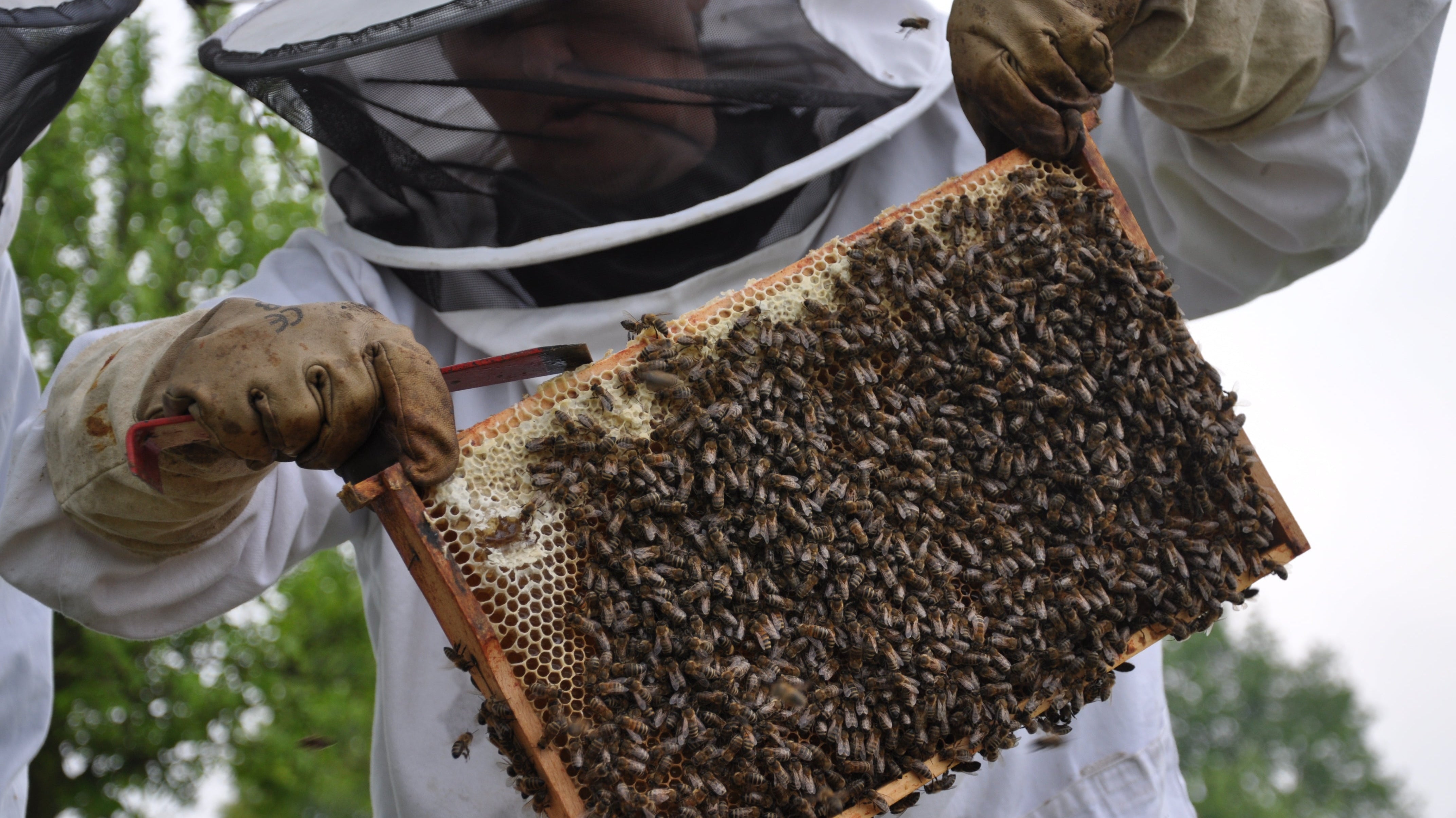 Imker mit einer Bienenwabe voller Bienen