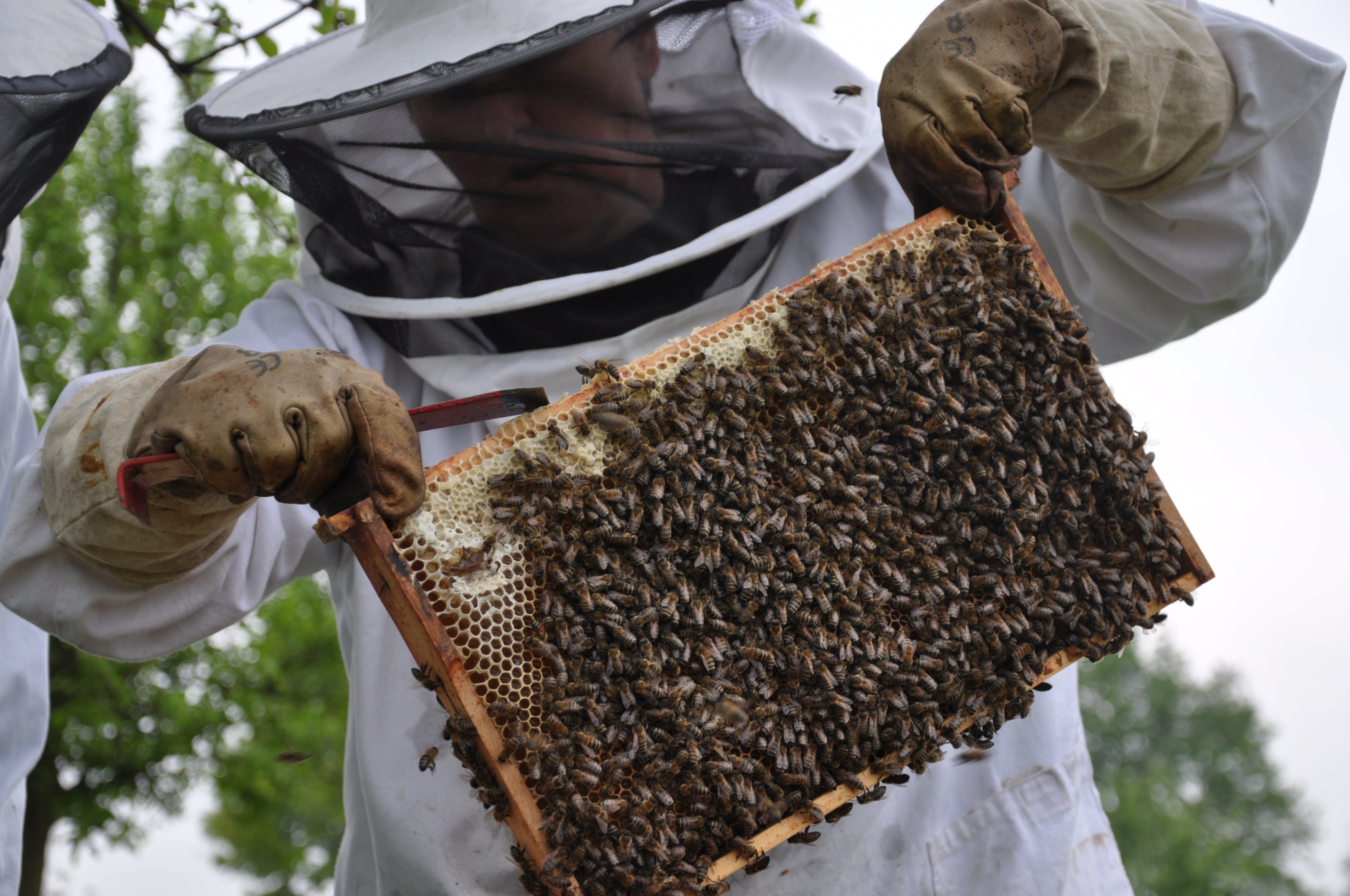 Imker mit einer Bienenwabe voller Bienen