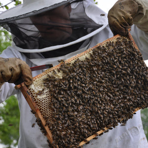 Sum Sum Sum - Bees buzzing around - Part 2