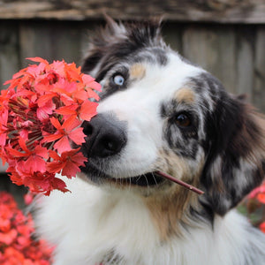 Poisonous plants for dogs – How can I protect my dog?