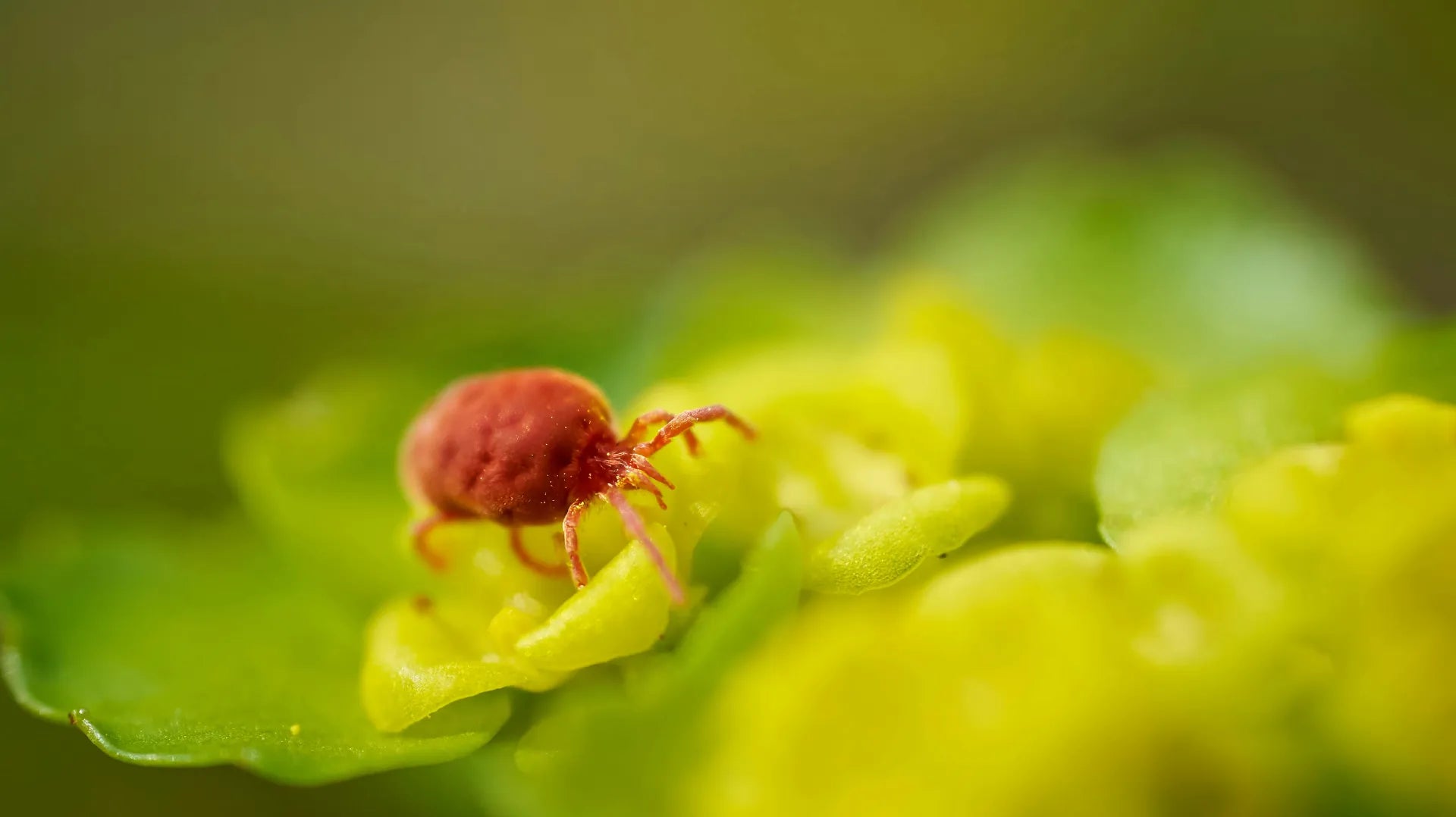 Grasmilben: Ursachen, Symptome und effektive Bekämpfungsmethoden für Gartenliebhaber