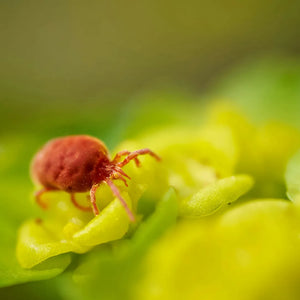Grasmilben: Ursachen, Symptome und effektive Bekämpfungsmethoden für Gartenliebhaber