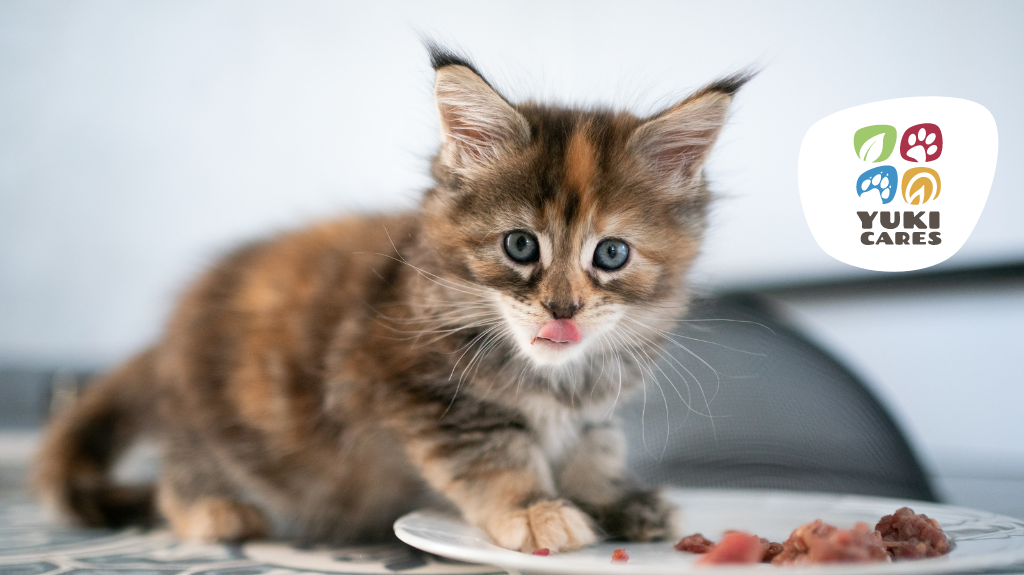 Taurin für die Katze