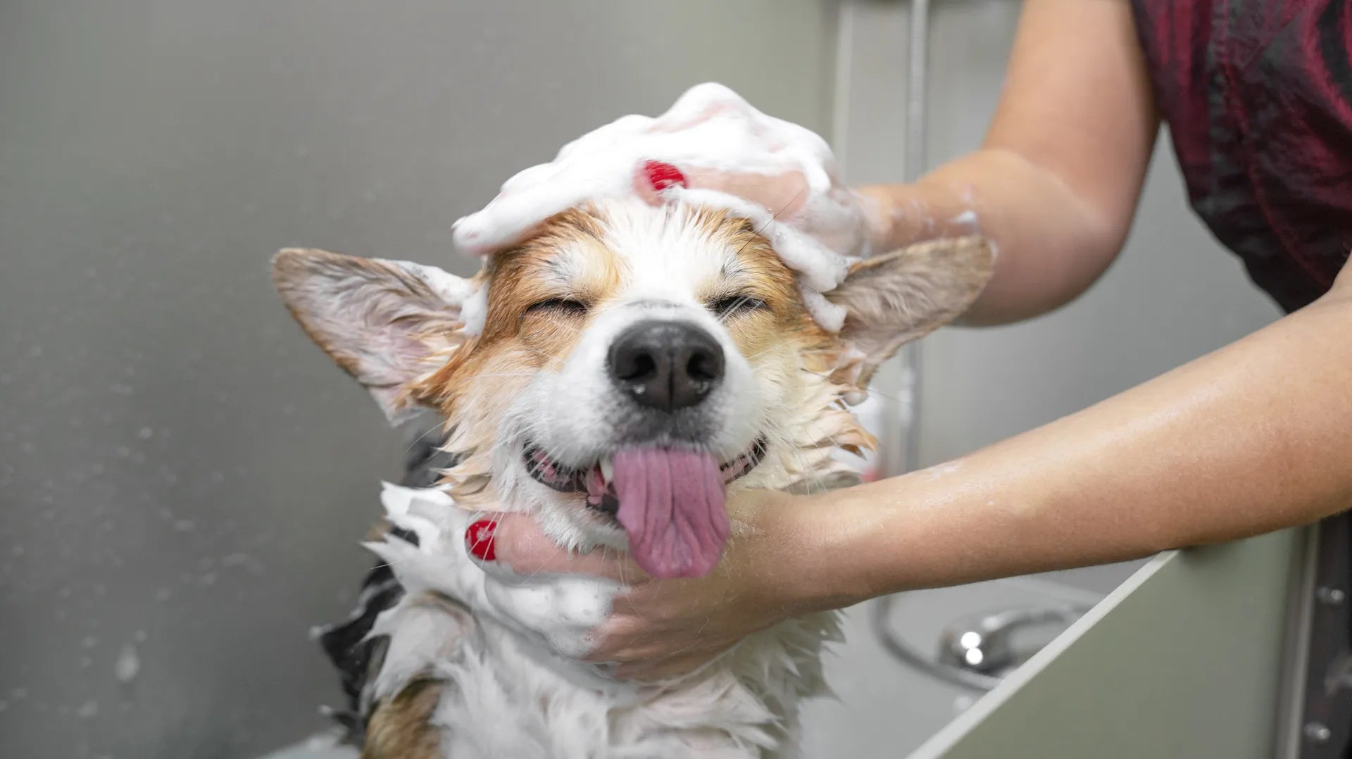 Wie Oft Sollte Man seinen Hund Baden? Expertenrat für die optimale Fellpflege!