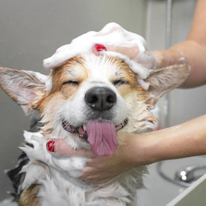 Wie Oft Sollte Man seinen Hund Baden? Expertenrat für die optimale Fellpflege!