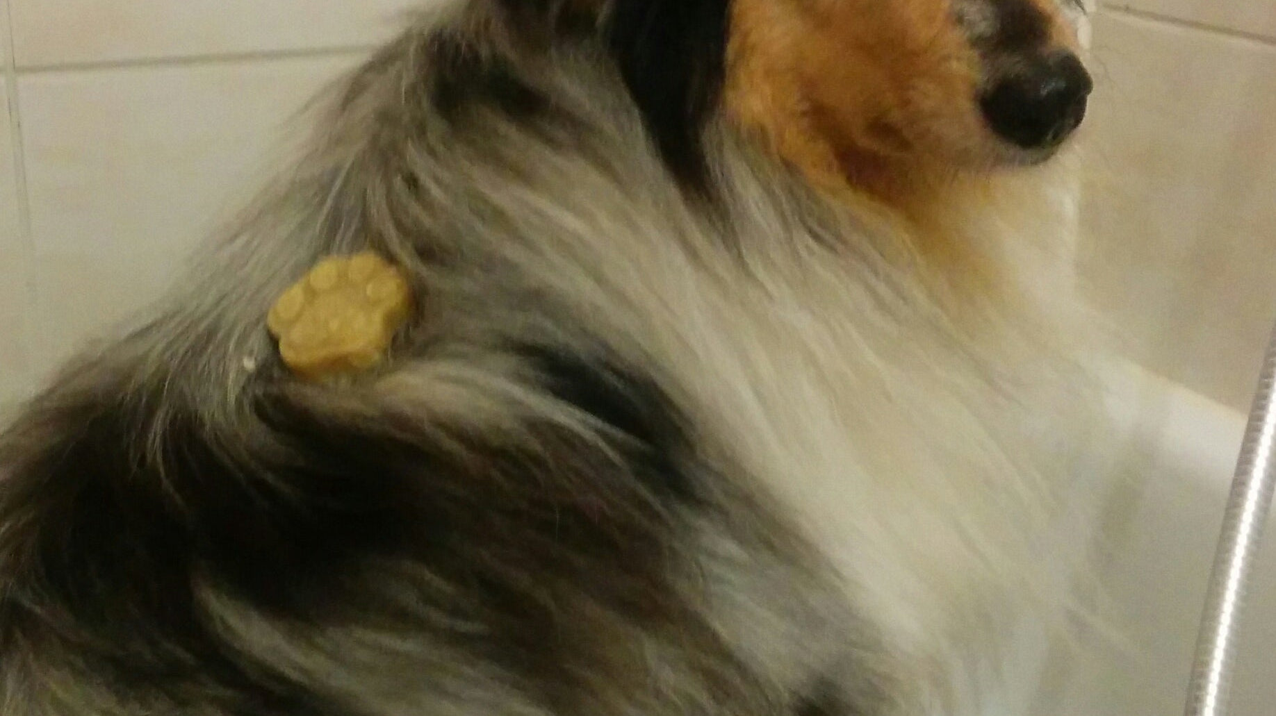 Yuki mit einem Stück Fellseife in der Dusche - sie schaut nicht begeistert aus der Wäsche.