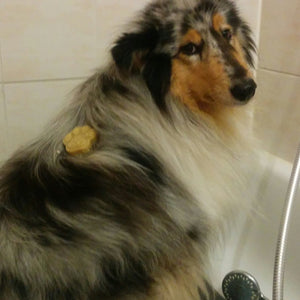 How do you wash with dog soap?