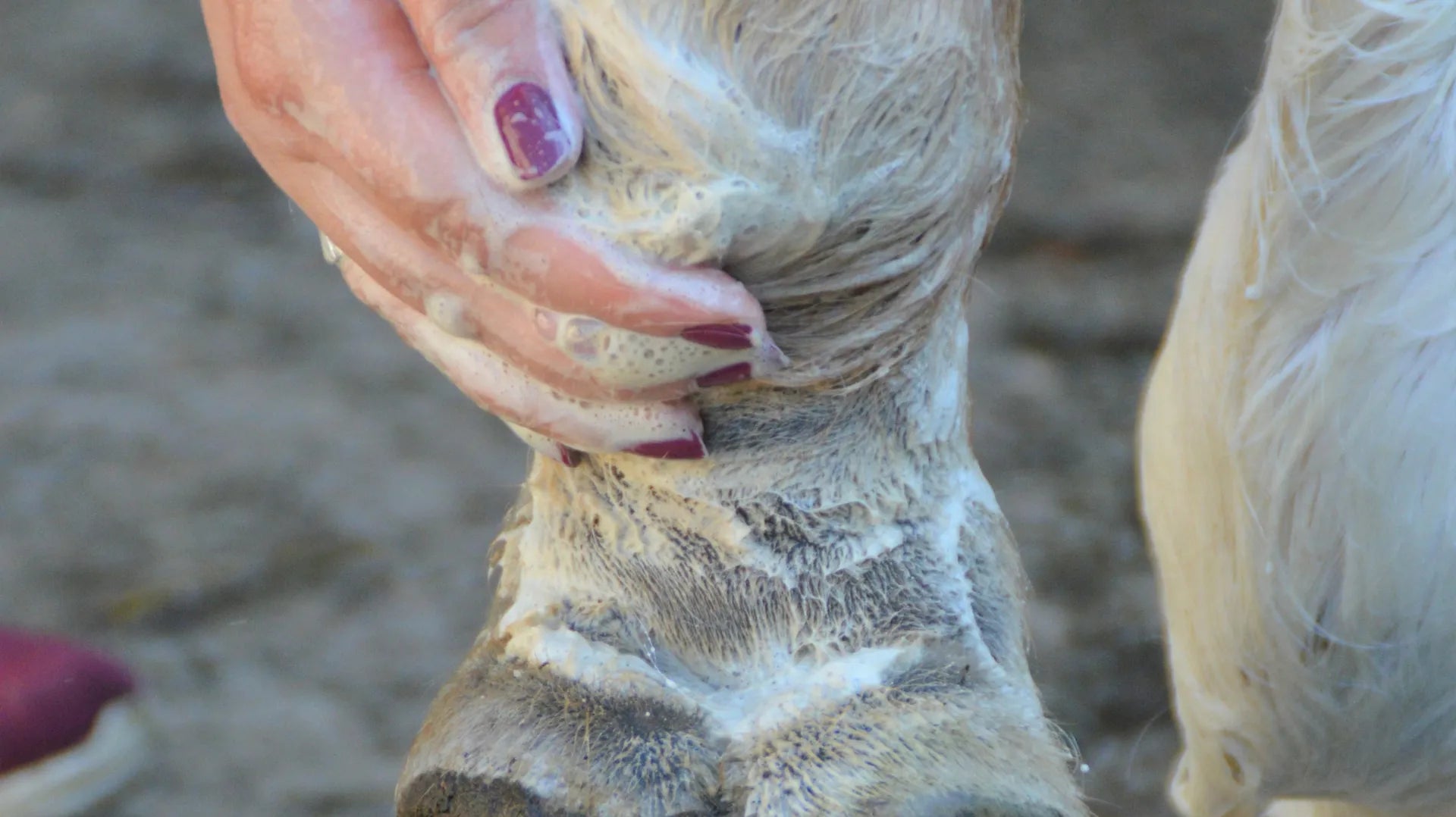 Was ist Mauke und wie werden wir sie wieder los?