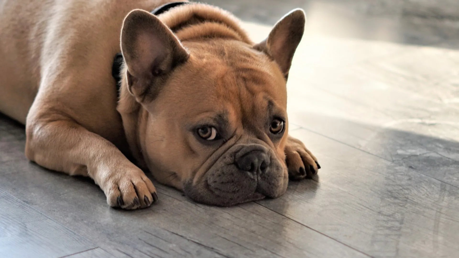 Hund knabbert an Pfoten – Warum, was kann ich tun?