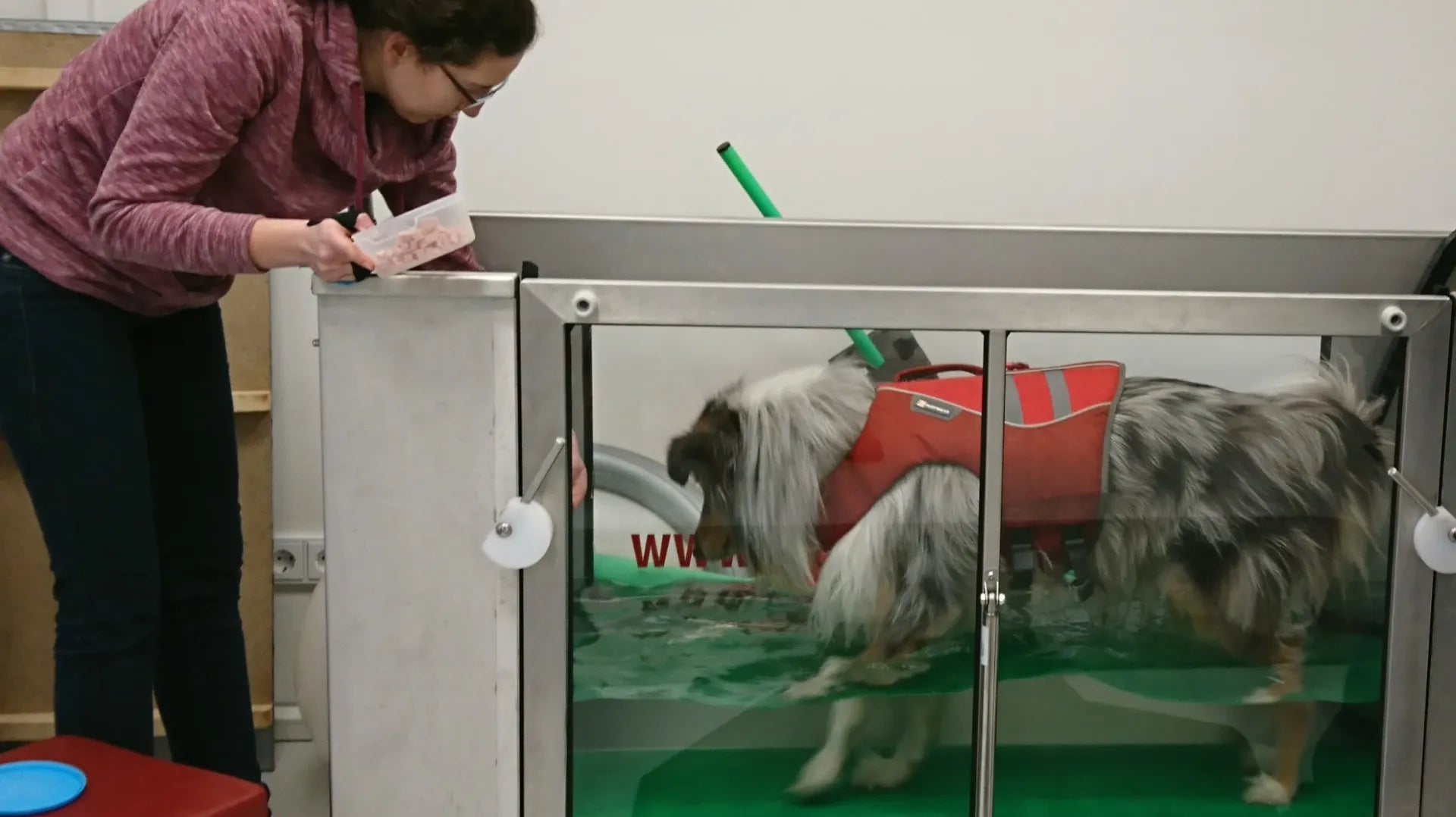 Wie hilfreich ist die Physiotherapie für Hunde?