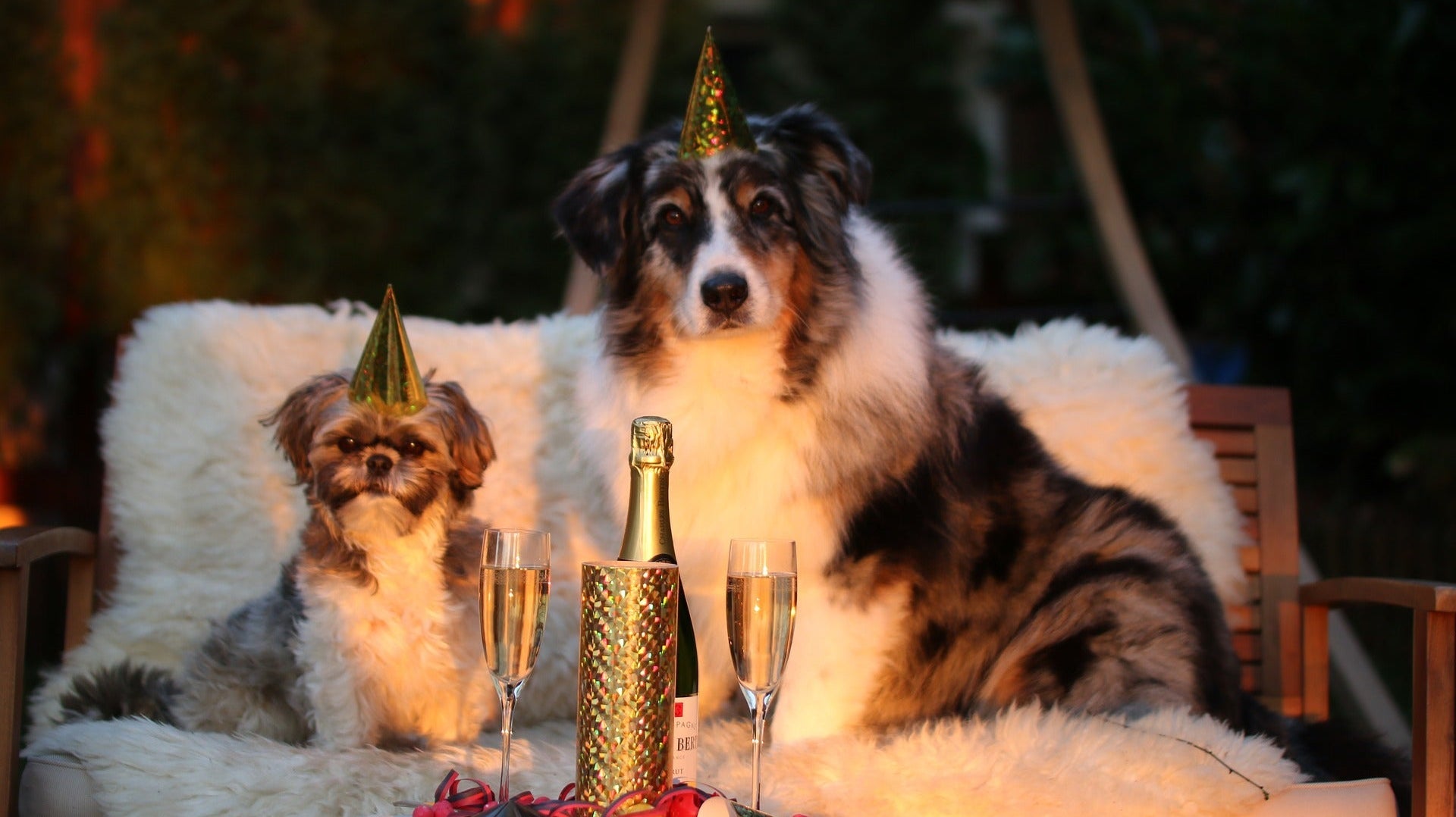 Mein Hund hat Panik an Silvester - was tun?