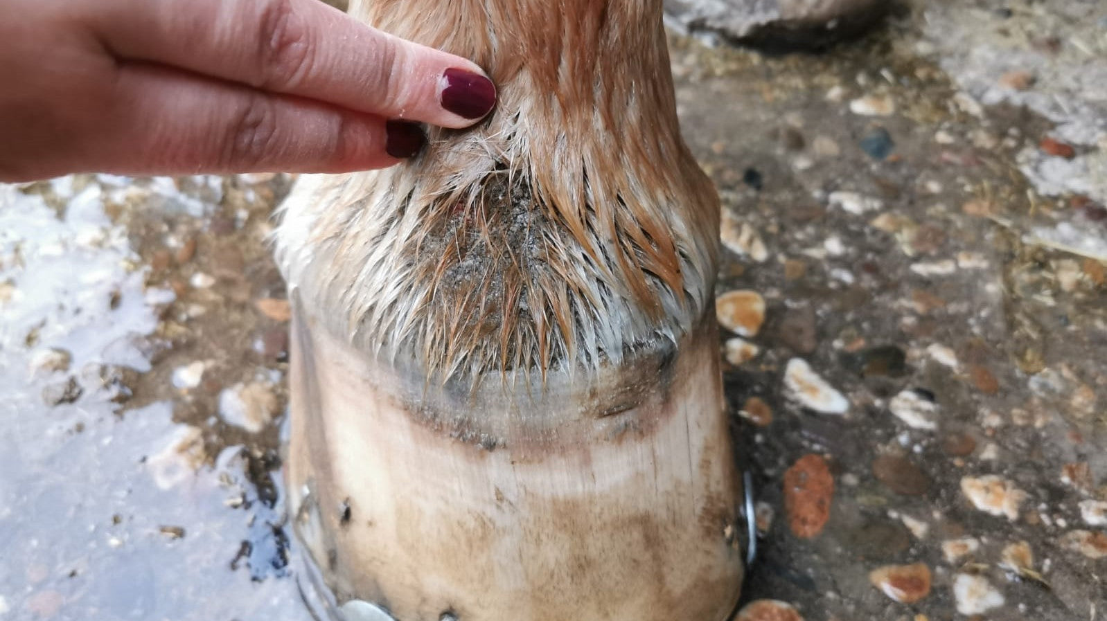 Was ist Mauke beim Pferd?