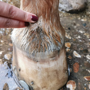 What is mud fever and how do we get rid of it?