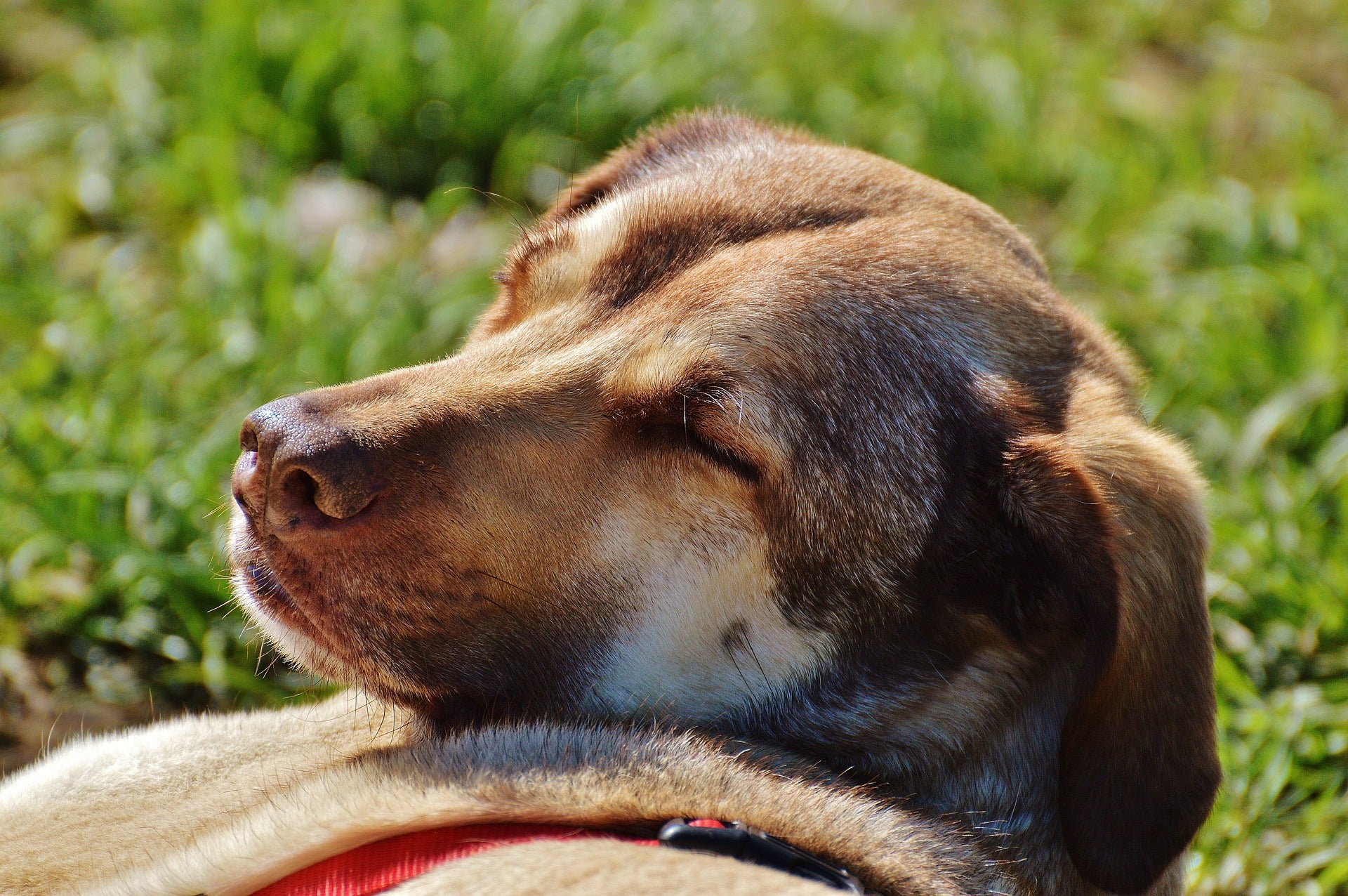 Ein sehr entspannter Hund, der in der Sonne döst.