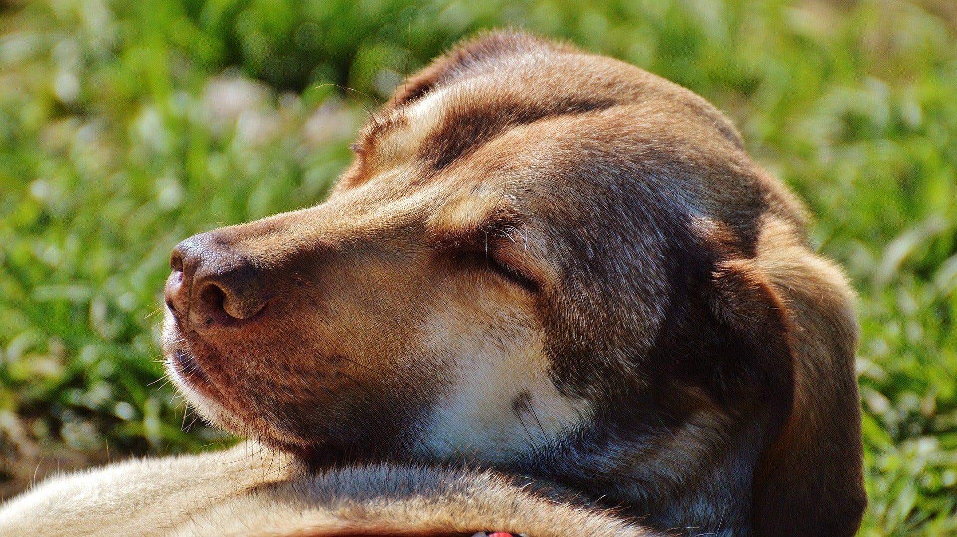 Ein sehr entspannter Hund, der in der Sonne döst.