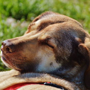 Natural cosmetics for animals. The latest trend?