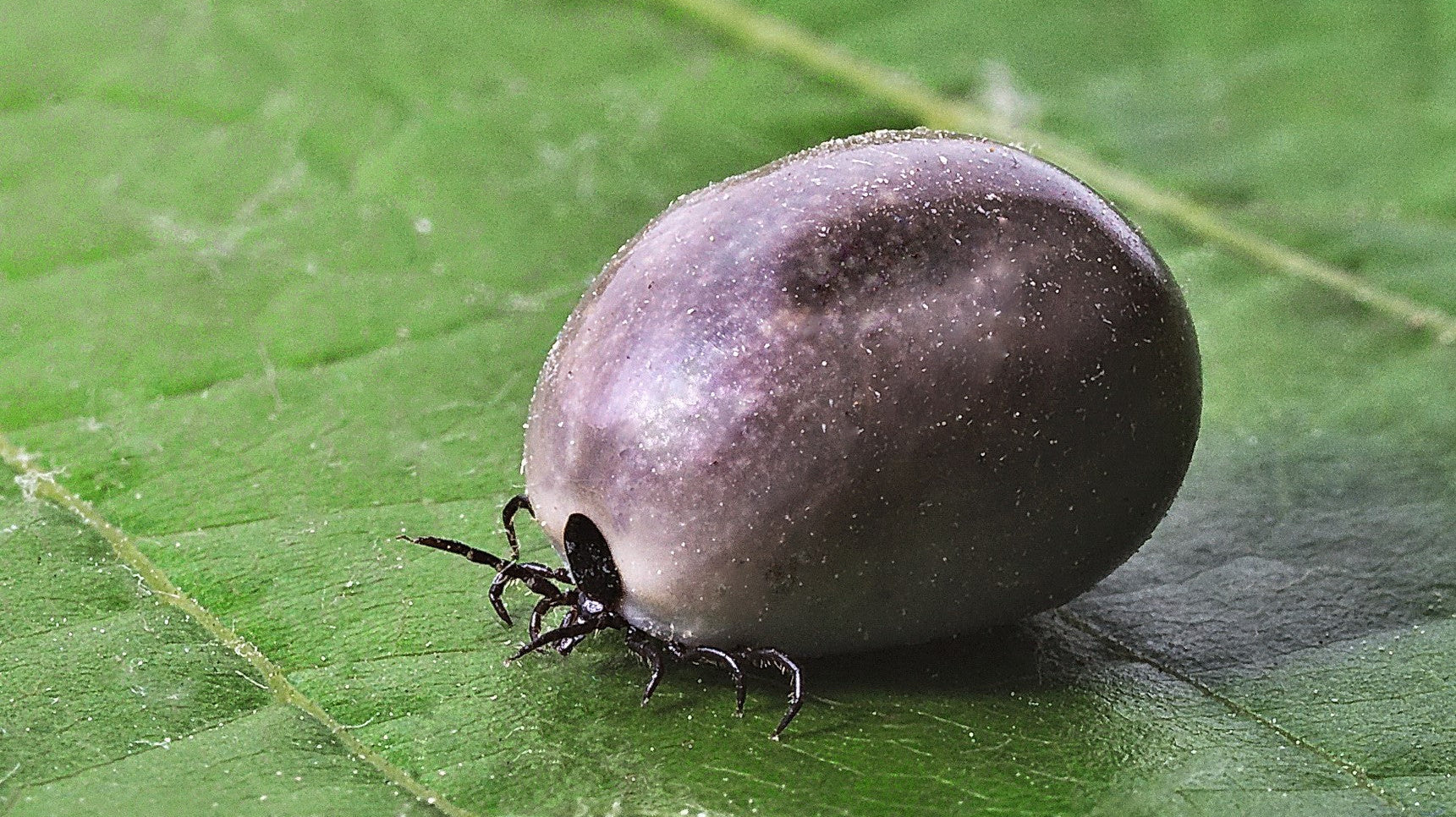 Vollgesogene Zecken einfach entfernen