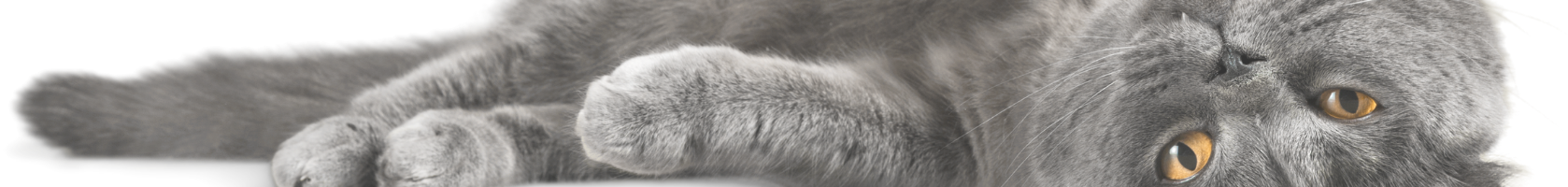 Pfotenpflegeprodukte für Katzen