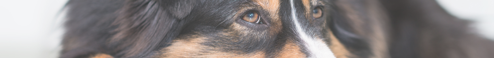 Aromatherapie für Hunde