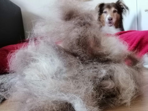 Ein Berg von ausgekämmten Fell, dahinter sitzt ein Australian Shepherd auf einem Hundekissen