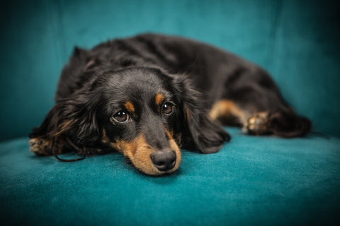 Hübscher brauner Dackel auf einem dunkel türkis farbenen Sofa. Er schaut niedlich in die Kamera