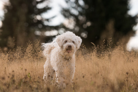 Weißer kleiner Hund steht in einer braunen Wiese im Herbst