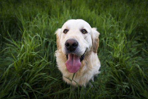weißer Hund sitzt im Gras und schaut in die Kamera, von oben frontal fotografiert
