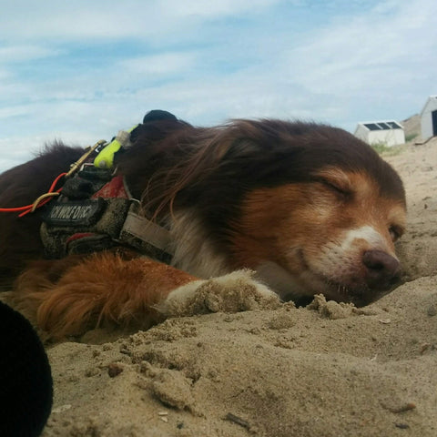 Australien Shepherd Rüde schläft am Strand, dabei liegen seine Ohren im Sand. Er sieht er friedlich und zufrieden aus.