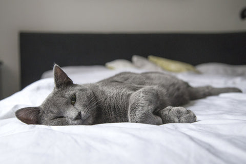 graue Katze liegt gemütlich im Bett