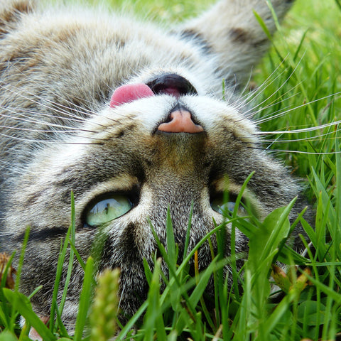 Katze aalt sich auf den Rücken im Gras, vom Kopf aus fotografiert