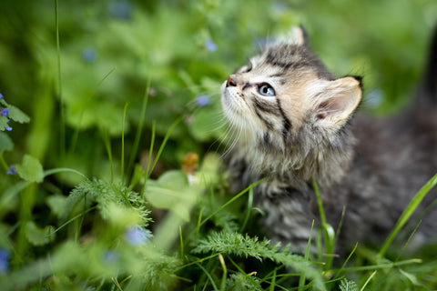 Katzenwelpe sitzt im Gras