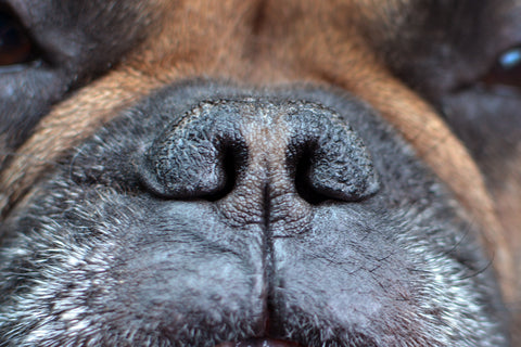 Frontal view of a dog's nose with very narrow nostrils
