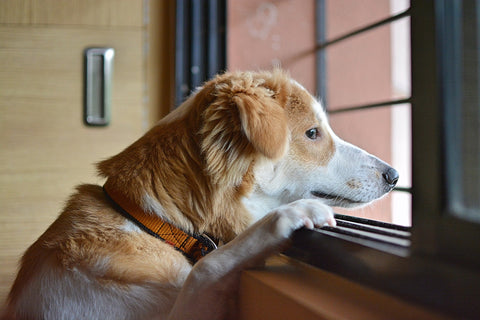 älterer Mischlingshund steht am Fenster, die Pfoten auf der Fensterbank und schaut nach draußen