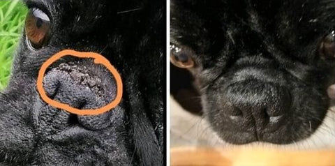 On the left side, the nose is very crusty, on the right side it has healed