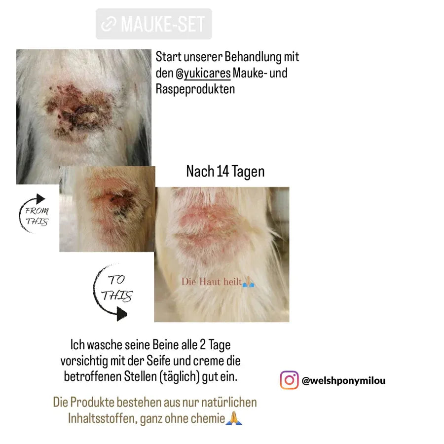 Die Bilderserie zeigt die Verbesserung der Haut eines Pferdes nach 14-tägiger Behandlung mit einem Mauke-Set.