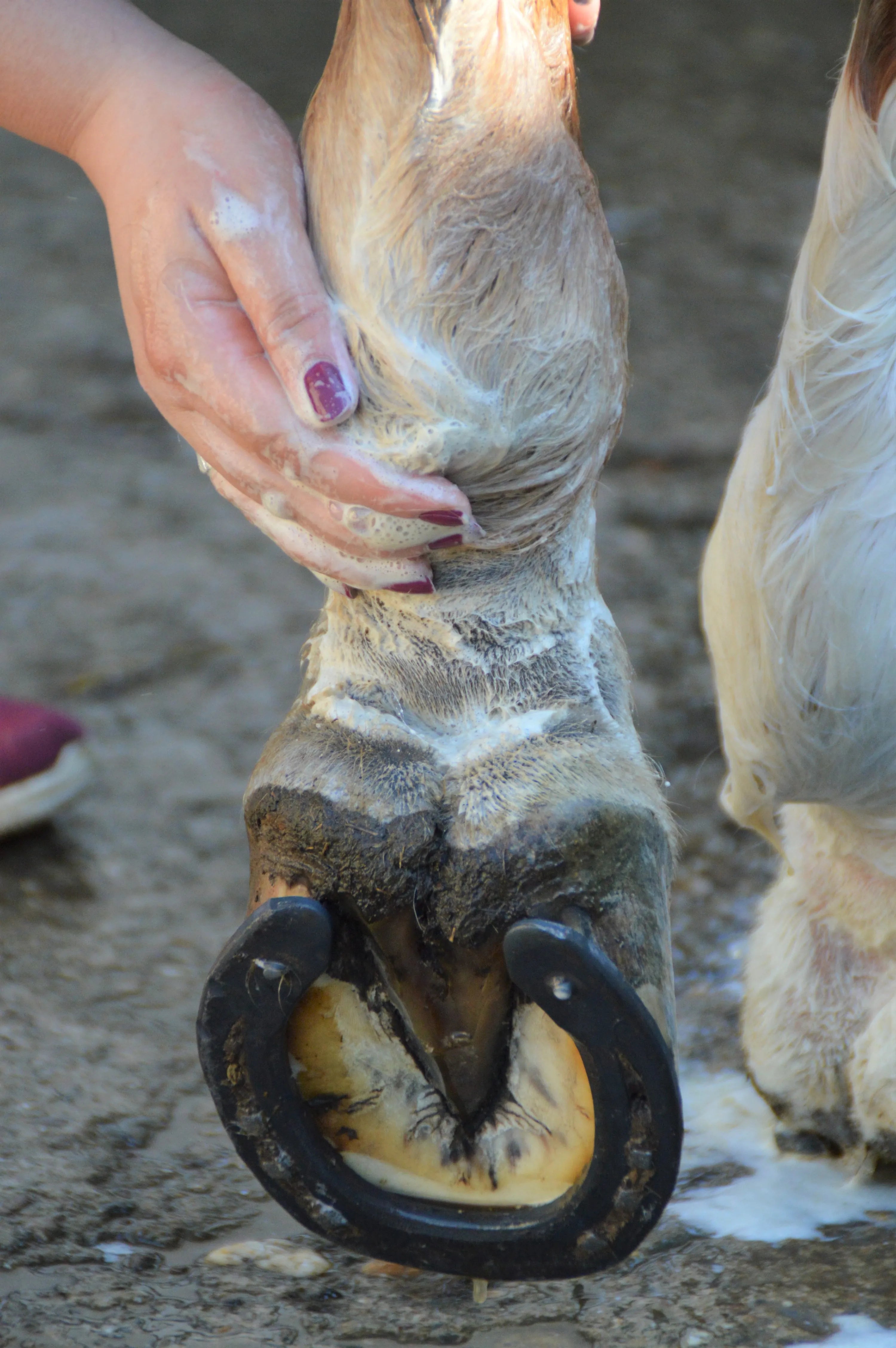 Eine Person wäscht den Huf eines Pferdes gründlich mit Maukeseife und Wasser.