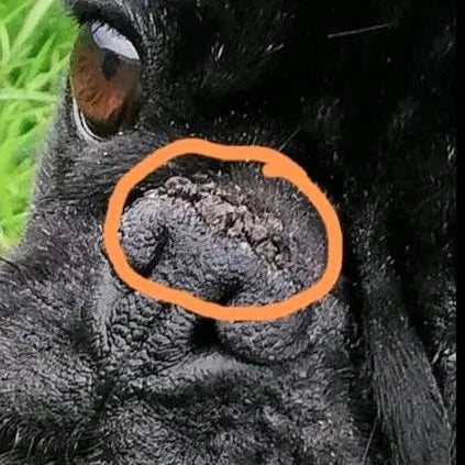 Nahaufnahme einer schwarzen Hundenase mit orange markierter, trockener Stelle.