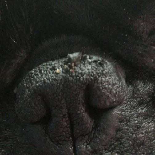 Zu sehen ist der Nasenrücken eines schwarzen Mopses. Die Haut ist trocken und krustig und blättert in dicken Stücken ab.