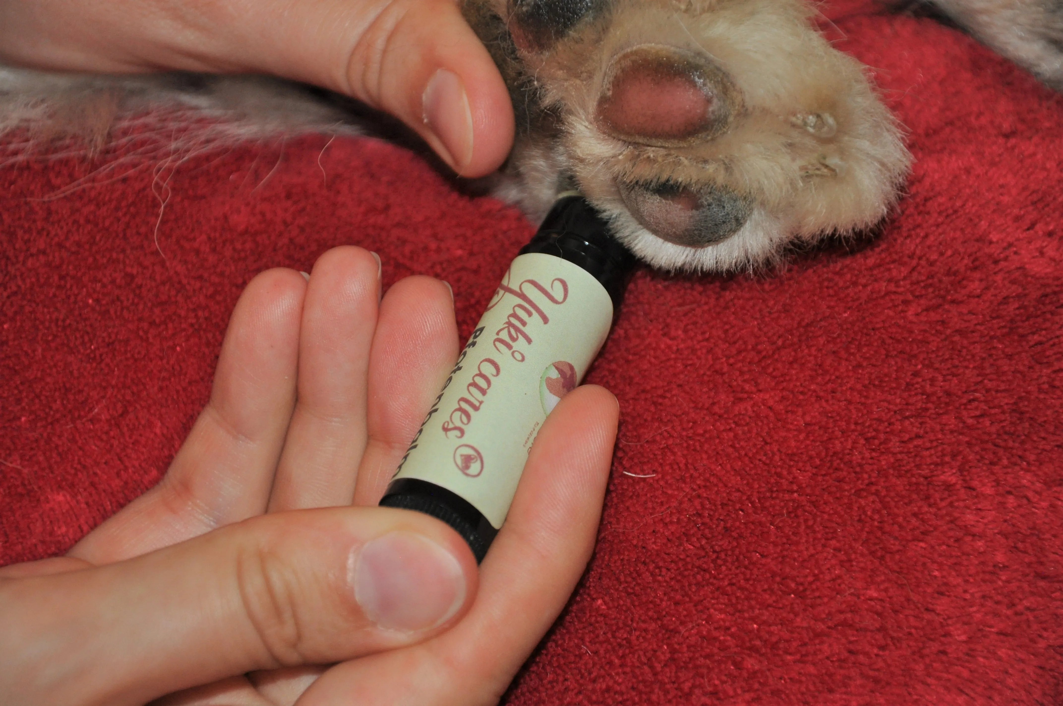 Eine Person pflegt die Pfote eines Hundes mit einem Balsam in Stiftform von Yuki cares auf einem roten Handtuch.