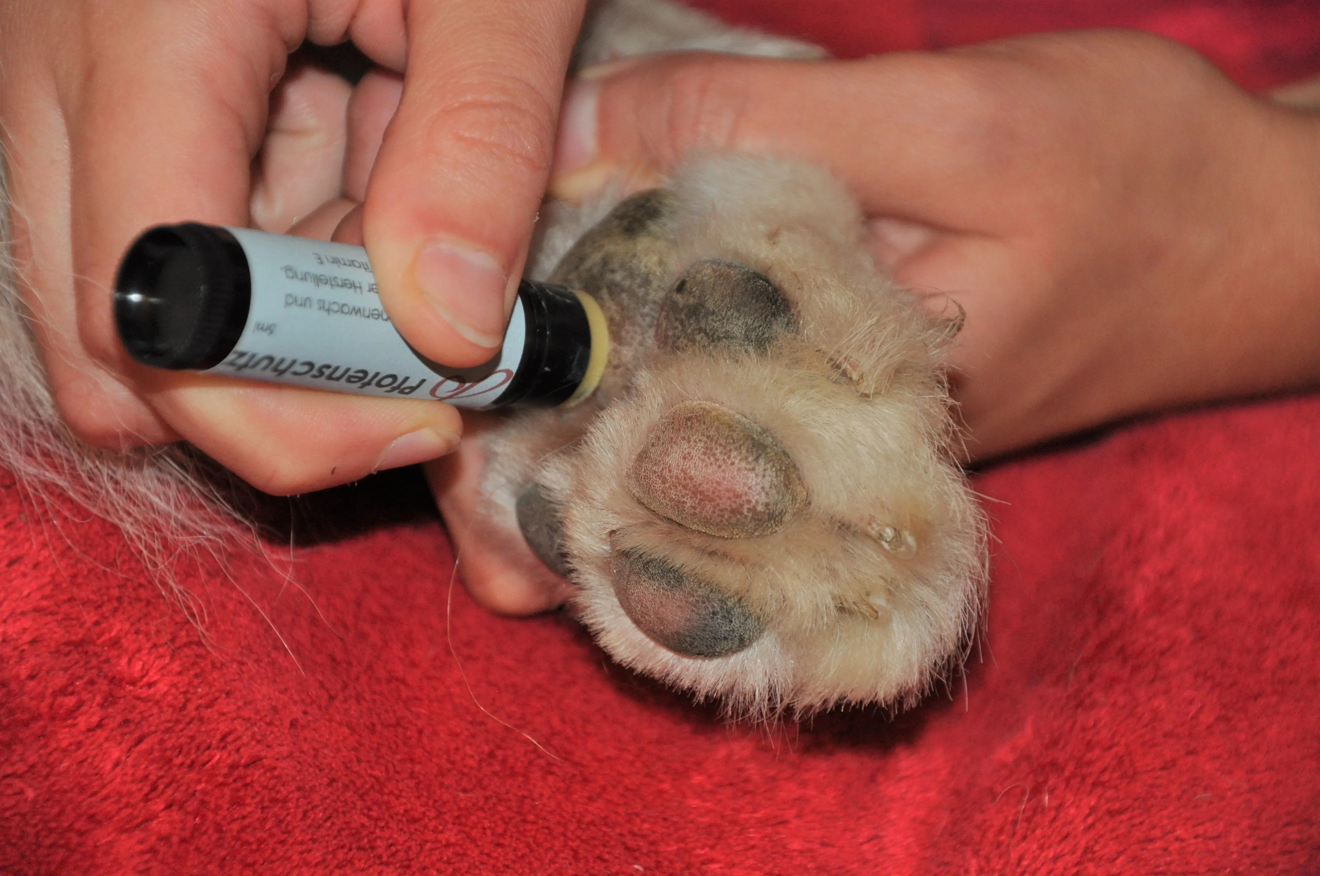 Eine Person trägt Schutzbalsam auf die Pfote eines Hundes auf, während dieser auf einer roten Decke liegt.