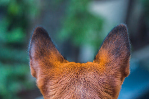 Blick auf den Hinterkopf von einem Fuchsähnlichen Hund mit gespitzten Ohren