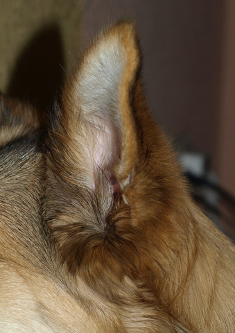 Blick in die Ohrmuschel von einem Schäferhund