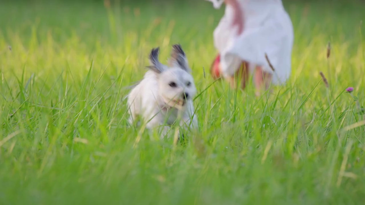 ein kleiner weißer Hund der freudig durchs Gras hüpft