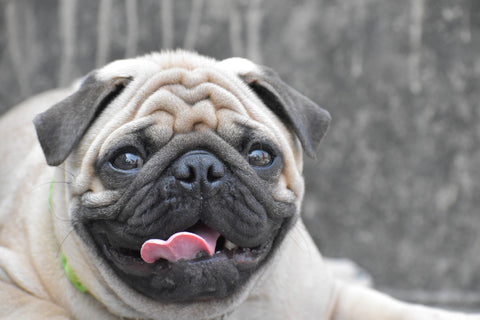 Older pug without nose panting into the camera