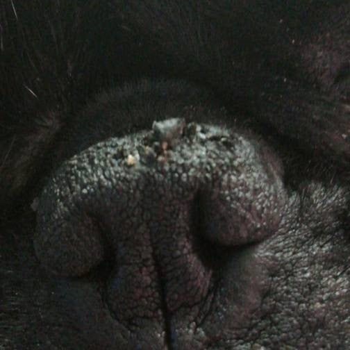 Bild einer Kundin von der Nase ihres Frops nach zwei Tagen Benutzung der Yuki cares Nasenbutter.